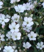 gypsophila repens