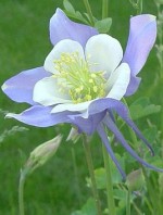 Aquilegia caerulea ColoradoColumbine 4