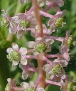 Pokeweed Phytolacca americana fl