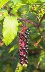 Pokeweed Phytolacca americana pl