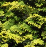 Cypress Golden Chamaecyparis-obtusa-Crippsii-detail