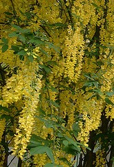 Golden Chain Tree Laburnum x watereri