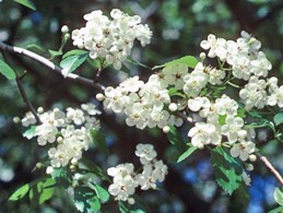 Hawthorn Green crataegus viridis fl