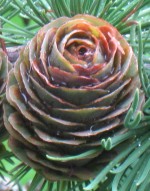 Mature cones