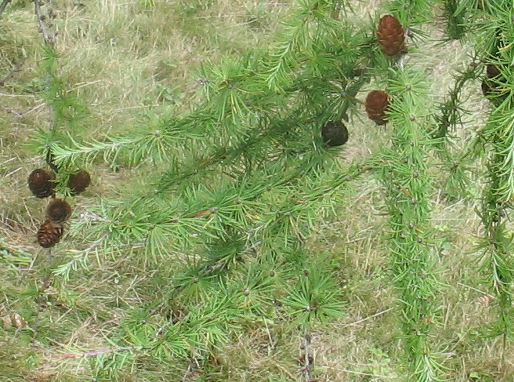 Larch Jap larix kaemptera branches