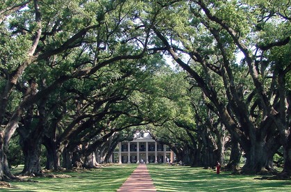 Oal Live Oak Alley Plantation 3