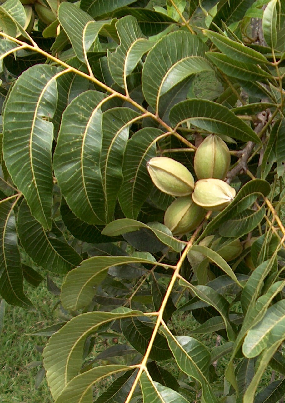 Pecan Carya illinoinensis