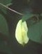 Silverbells Carolina Halesia tetraptera pods