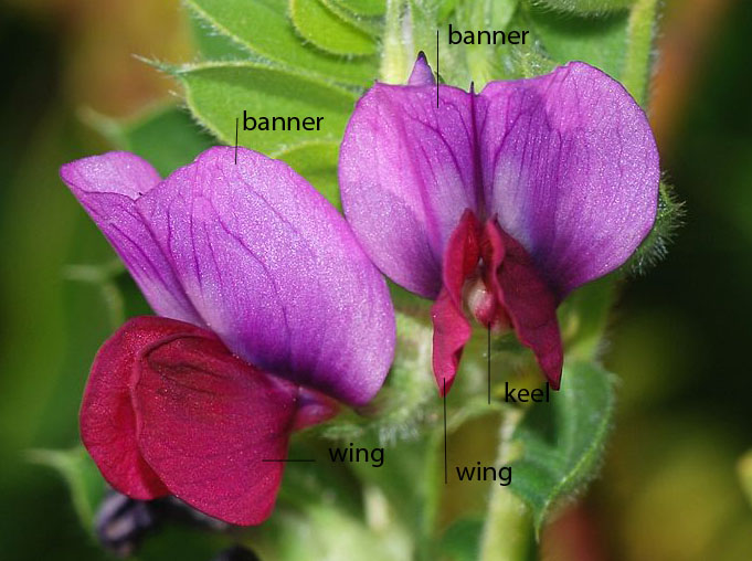 Vetch Vikia Wikipedia copy