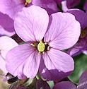 Wallflower_Erysimum_linifolium_Flower_1