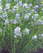 amsonia-hubrichtii-Arkansas-Bluestar-150x185