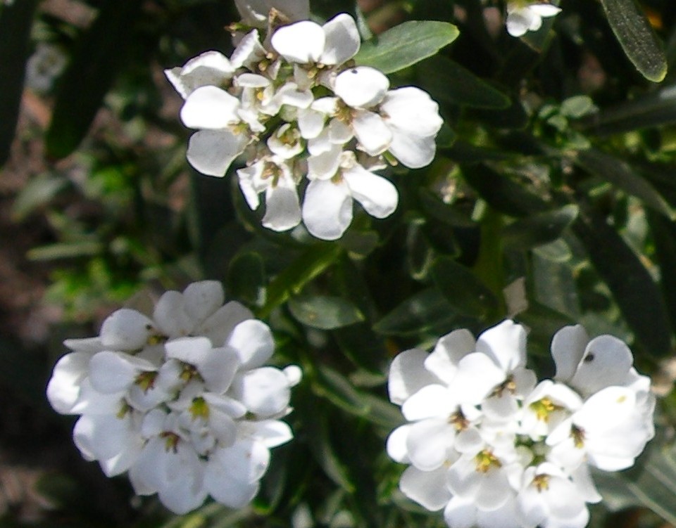 candytuft Iberis head