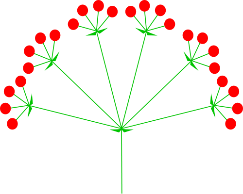 compound umbel diagram from Wikipedia
