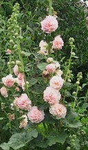 hollyhock K