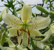 lily-white-flower copy