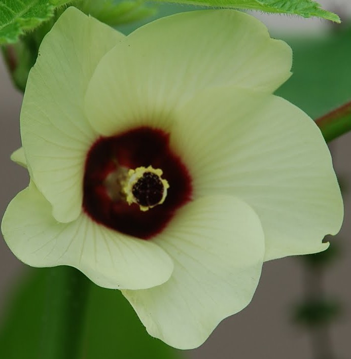 okra flower Wikipedia