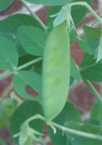 peas