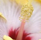 stamens 3 Wiki