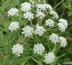 waterhemlock 2