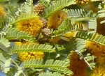 Acacia farnesiana