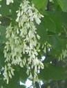 American Yellowwood Cladrastis flower