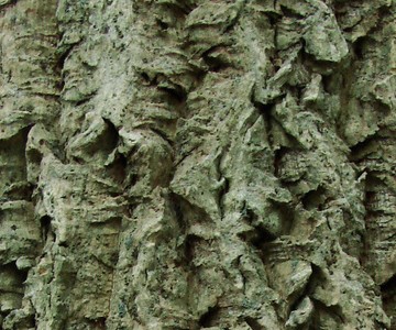 Amur cork tree bark