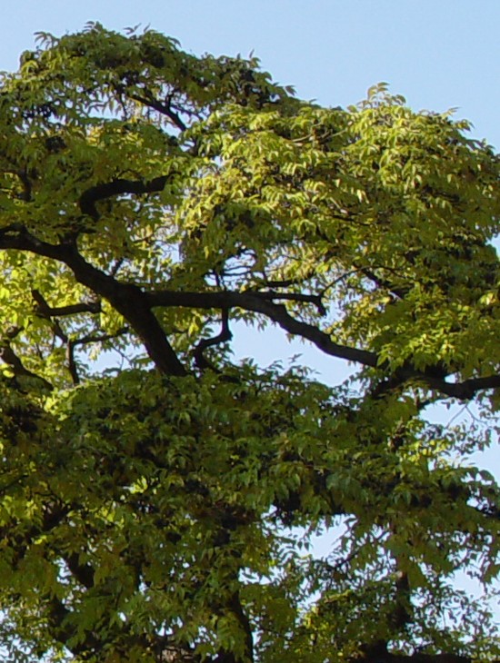 Amur-cork-tree