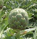 Artichoke