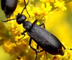 Black_blister_beetle Epicauta pennsylvanica Wikimedia