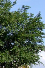 Chinese elm Ulmus parvifolia canopy