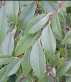 Chinese elm Ulmus parvifolia lvs