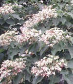 Clerodendron trichotomum Harlequin glorybower bush c fl