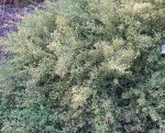 Coyote_brush Wikipedia