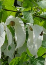 Dove tree Davidia convolucrata