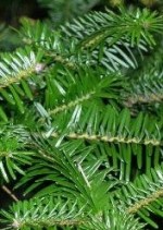 Fir Abies chensiensis needles