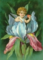 Iris c Cupid emerging