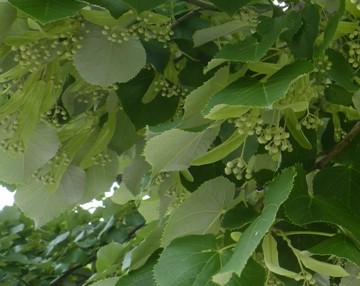 Linden silver Tilia tomentosa