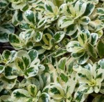 Dwarf Variegated Mirror Plant (Coprosma repens ‘Marble Queen