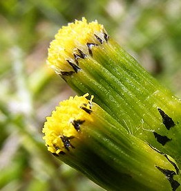 Senecio vulgaris