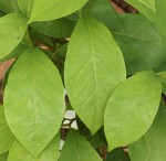 Spicebush_Lindera_benzoin