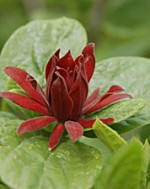 allspice  Carolina Calycanthus floridus