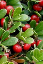 bearberry Arctostaphylos-uva-ursi