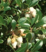 bearberry Arctostaphylos uva ursi fl