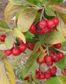 chokeberry_red aronia_arbutifolia_brilliantissima_berries