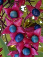 clerodendrum-trichotomum Harlequin Glorybower