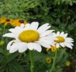 daisy-Becky-Rudbeckia-300x225