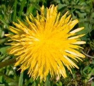 dandelion