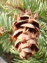douglas-fir-cones