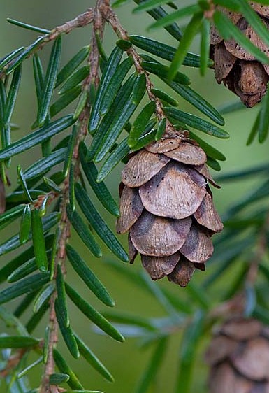 hemlock needles n cones