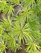 larch needles